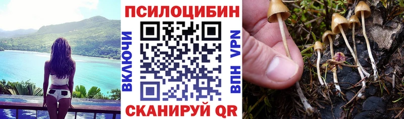 Псилоцибиновые грибы GOLDEN TEACHER  где найти   Санкт-Петербург 
